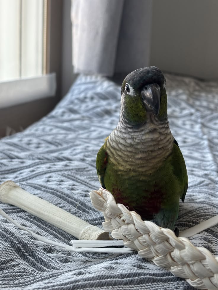 Conure Perlée 3